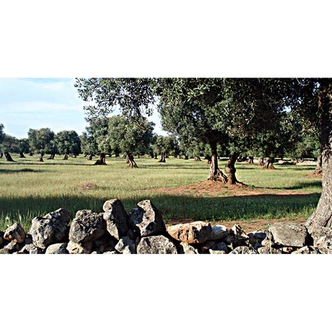 Parco Agrario della Piana degli Oliveti Monumentali di Puglia