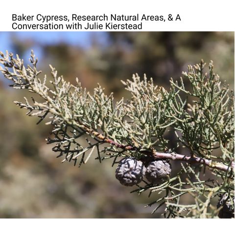 Baker Cypress, Research Natural Areas, & A Conversation with Julie Kierstead