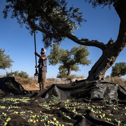 Rooted as the olive trees: Palestinian farmers' fight against land theft in the West Bank