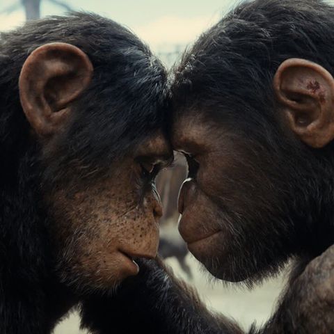 Filmy Warte Zachodu – „Królestwo Planety Małp"