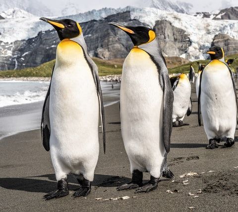 It's National Penguin Day 🐧Thursday Jan. 20th