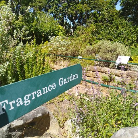 Episode 15 - Kirstenbosch Botanical Gardens