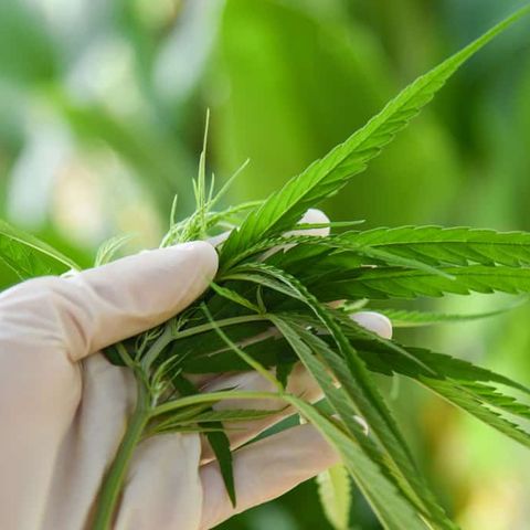 Localidad argentina impulsa cultivo comunitario de cannabis con fines medicinales.- Epi 42