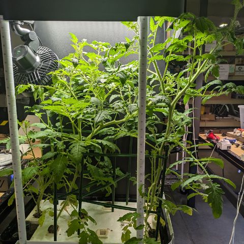 Classroom hydroponics