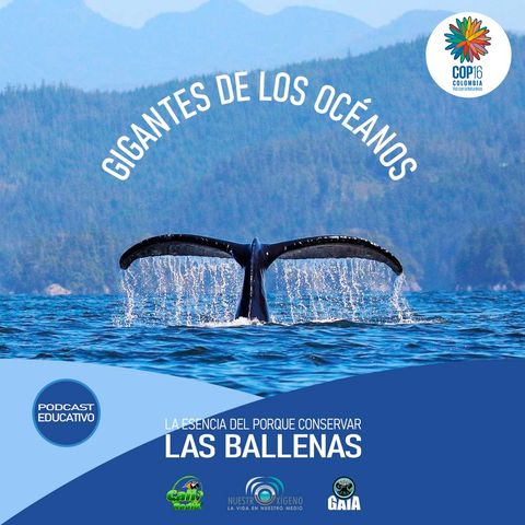 NUESTRO OXÍGENO Gigantes de los océanos la esencia del porque conservar las ballenas