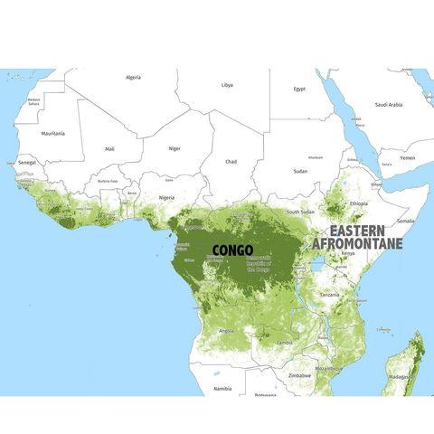 009.2 African Rainforest