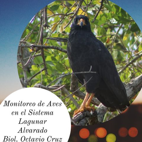 La Ruta del Manatí T1 Ep15- Octavio Cruz Biólogo de la UV nos comparte sus experiencias en el Monitoreo de Aves del Sistema Lagunar Alvarado
