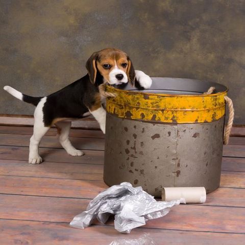Why Does My Dog Get Into The Trash?