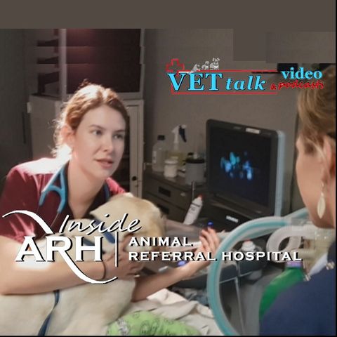 Inside ARH with Vet Nurse Jess Thorpe - Part 1of2