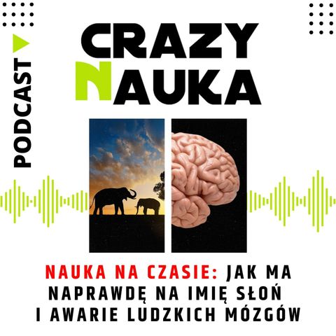 76. Nauka na czasie: jak naprawdę ma na imię słoń i awarie ludzkich mózgów