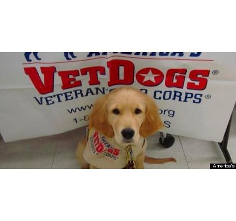 Veteran's K-9 Corps: Vets Dogs