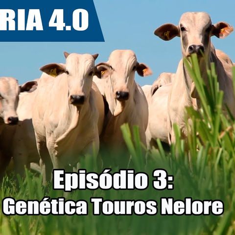 Websérie: Agropecuária 4.0 EP 03 - Genética Nelore garante resultados de destaque nacional