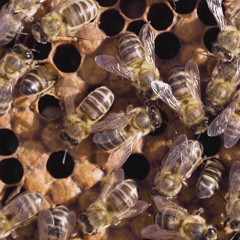 Temporada 1 - Capítulo 7 - Las abejas solares que hacen feliz al pueblo de Carmona