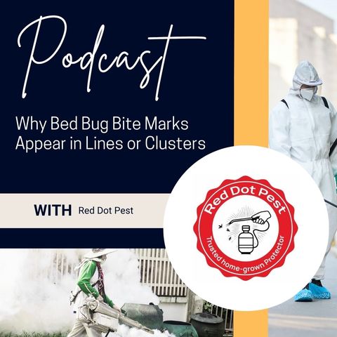 Why Bed Bug Bite Marks Appear in Lines or Clusters