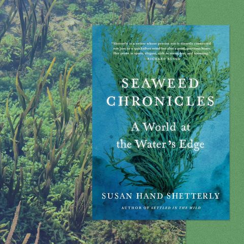 Susan Hand Shetterly Releases Seaweed Chronicles