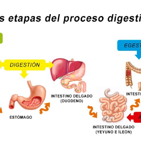 Proceso Digestivo