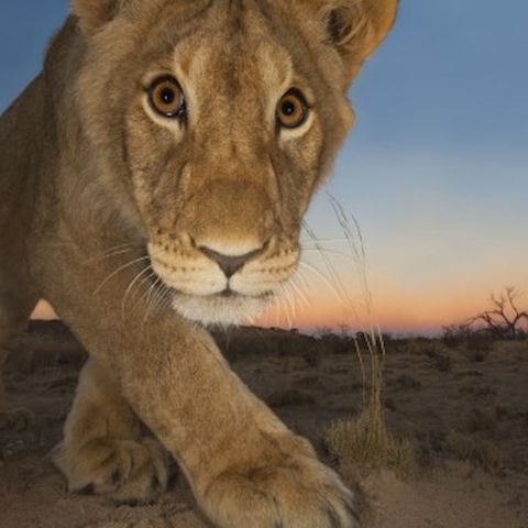 pod 7 - Animali