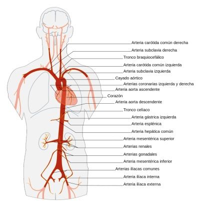 Sodiemia e vasi sanguigni : il sale fa male alle nostre arterie