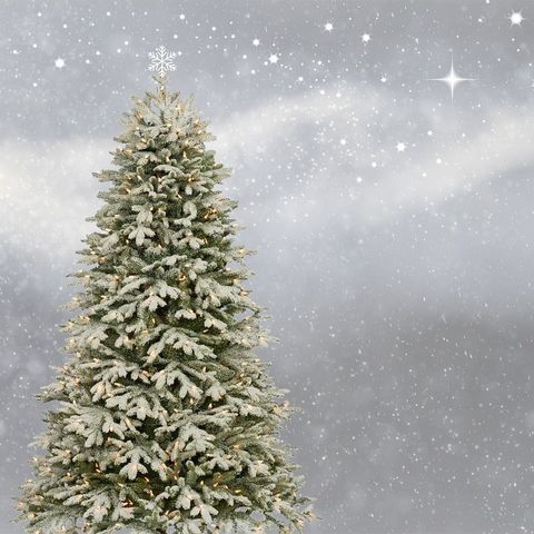 #30 A Natale albero finto o abete vero? [Ospite la youtuber Tatiki]