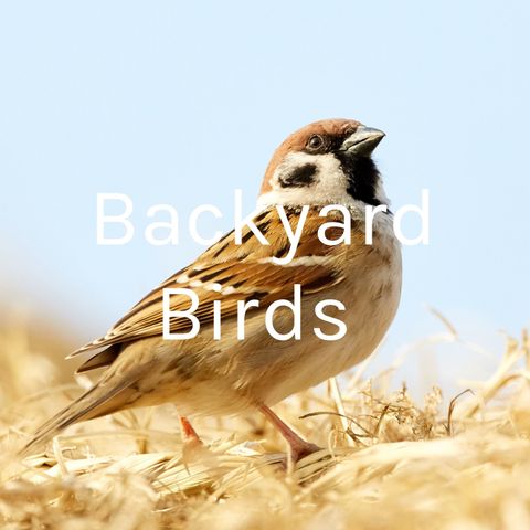 Copertina del podcast