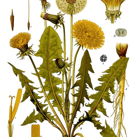 Show 45: Preparedness and the Dandelion Family of Herbs