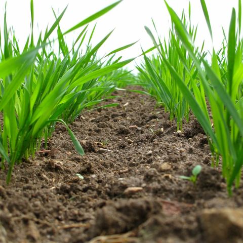 Planting During Drought: Agronomist offers tips heading into Plant24