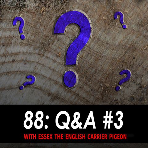 88 - Q & A 3 w/ Essex the English Carrier Pigeon