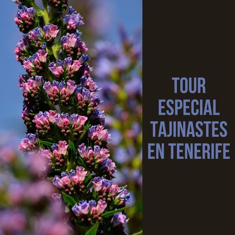 Tour especial tajinastes en Tenerife