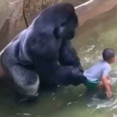 Who's To Blame For Zoo Gorilla Being Killed Following Child Entering Its Enclosure?