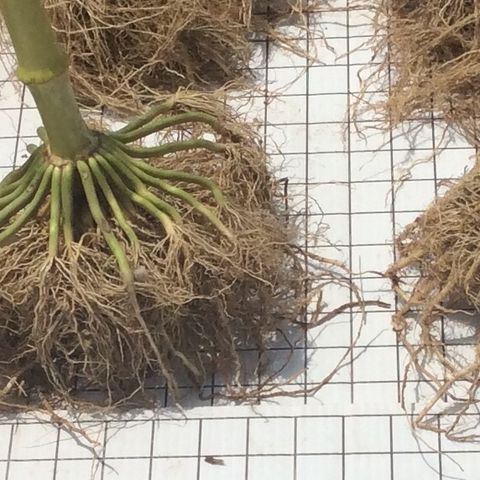 Do bigger roots = more yield! No, no and more no.