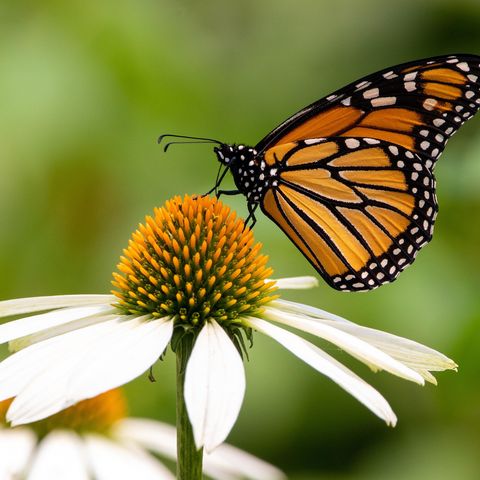 Transformational Leaders: Introdcution