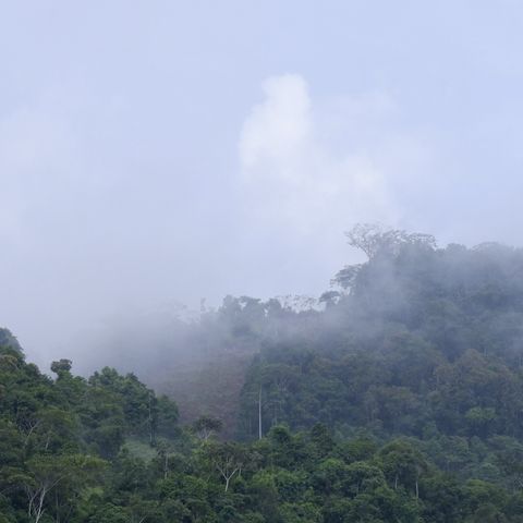Requerimientos edafoclimáticos del cultivo de cacao