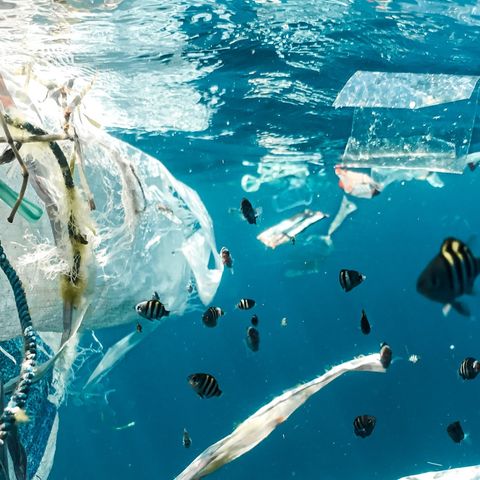 Gherardo Toso: «Venezia è invasa dalla plastica e la colpa è nostra»