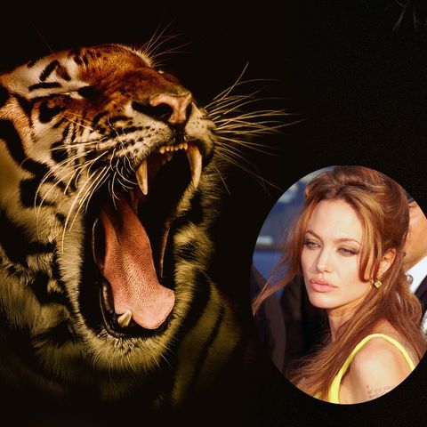 Angelina Jolie - The Tiger Image