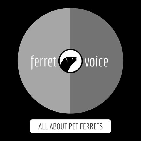 Can You Hear Me? Living With a Deaf Ferret