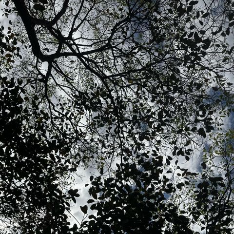 Sabedoria E Identidade