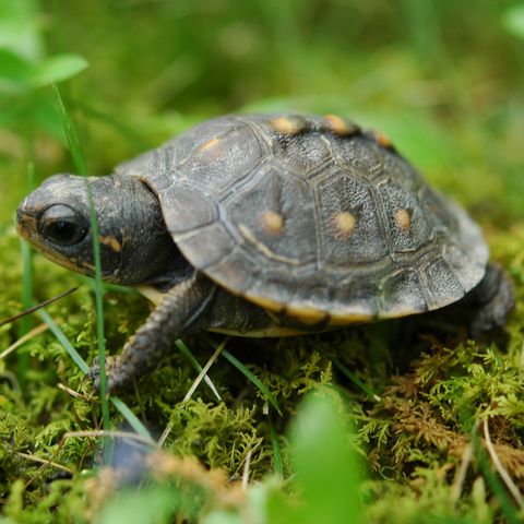 Povestea RO.15: Broasca ţestoasă cea fermecată