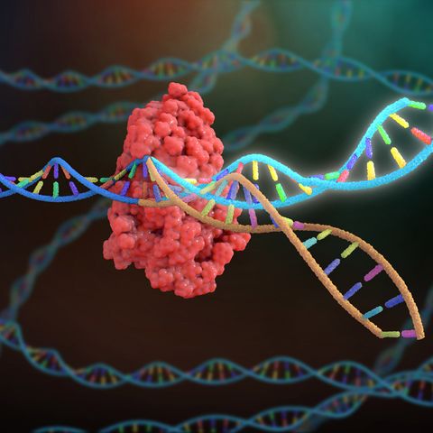 Most engineered human cells created for studying disease