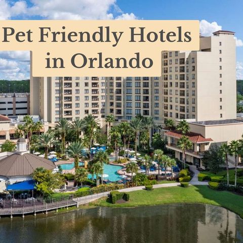 Exploring Pet-Friendly Hotels in Orlando: A Guide for Traveling with Your Furry Friend