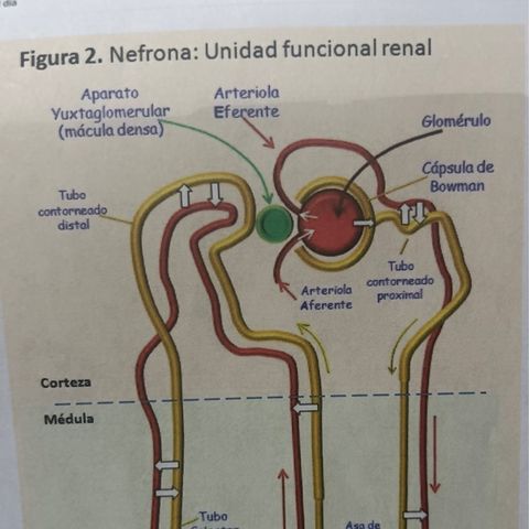 Que es la nefrona?