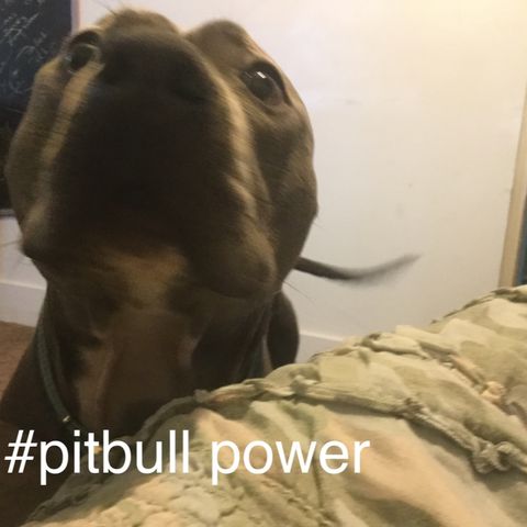 #pit bull