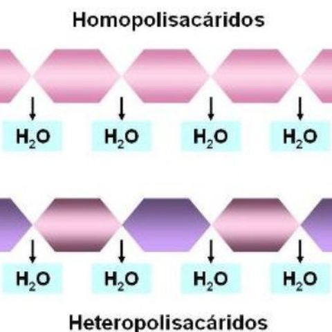Tema 2: heteropolisacáridos, heterósidos y funciones de los glúcidos.