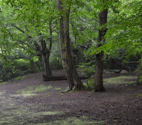 Sequestro di carbonio il Regno Unito studia il potenziale delle sue foreste