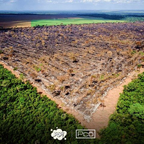 #028 - Desmatamento, um problema ambiental que não para de crescer