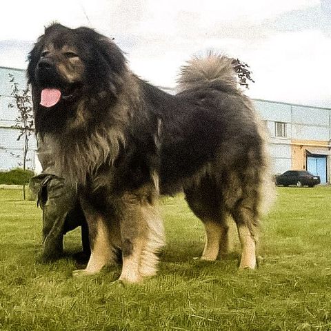 Caucasian shepherd dog, the dog of the Berlin Wall