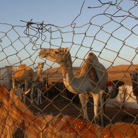 Podcast Glocal Especial Refugiados saharauis
