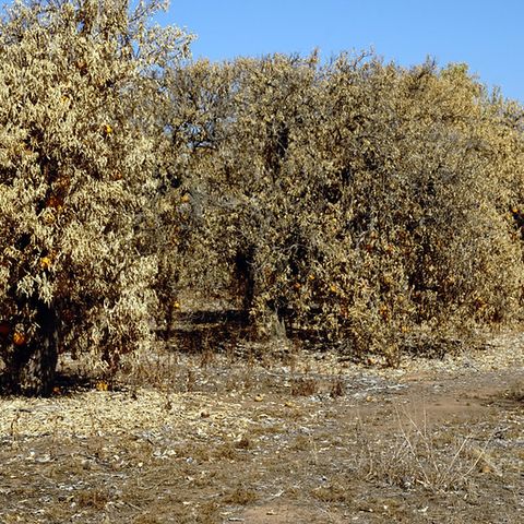 Gli ultrasuoni misurano l'impatto della siccità sulle piante