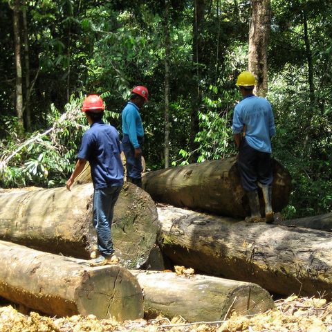 In Indonesia crescono i morti per deforestazione