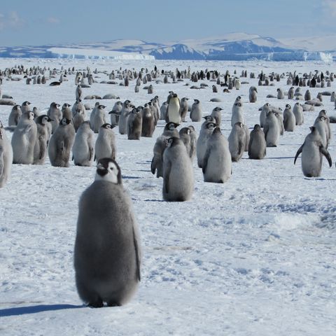 Mistero Antartide: un’oasi verde grande tre volte la Francia