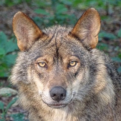 Lecciones desde África para conservar el lobo, con Pablo Manzano | Actualidad y Empleo Ambiental #89
